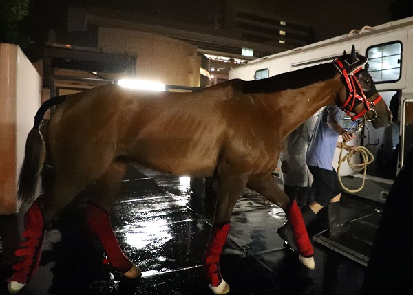 【安田記念】香港馬コンテントメント、ビューティオンリーが日本に向けて出発