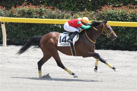【２歳新馬】東京５Ｒ　人気に応えマイネルユキツバキが完勝