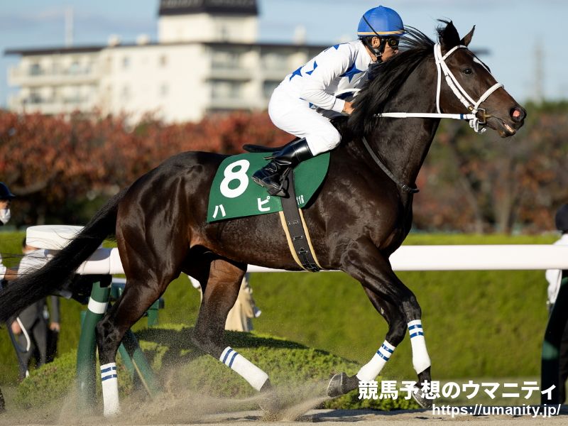 【今日の注目新馬】阪神４Ｒ　ハピの半弟アウトレンジは初陣へ万全の態勢