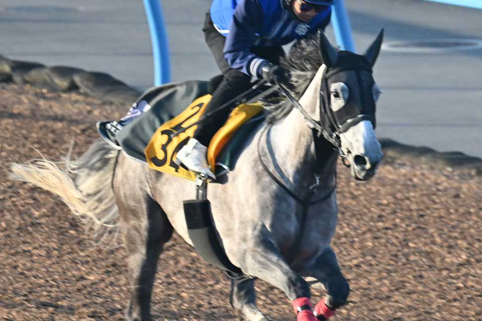 【福島牝馬Ｓ】ウインピクシス馬なりで１１秒３　上原博師「ゲートをまともに出られれば好勝負に」