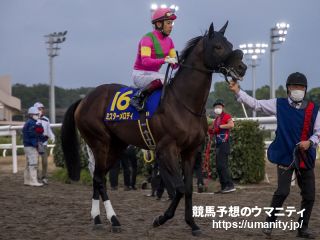【ＪＲＡブリーズアップセール】牝馬の最高価格は新種牡馬ミスターメロディ産駒　高橋康厩舎に入厩予定