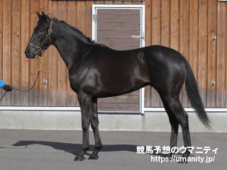【東京６Ｒ・新馬】４番人気ニーヨルが好位から余裕十分抜け出してＶ