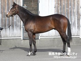 【今日の注目新馬】札幌５Ｒジュンツバメガエシ　豪ＧⅠ制したアドマイヤラクティの半弟