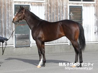 ２４日美浦でテンシノキセキの息子など１５頭の２歳馬がゲート合格