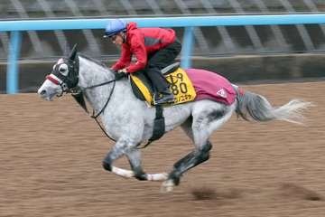 【カペラＳ】８歳馬リュウノユキナが５７歳善臣騎手を背にＷコースで単走ラスト１１秒７