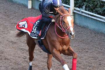 【弥生賞ディープインパクト記念】シンエンペラーは坂路で鋭い伸び　川田将雅騎手「とてもいい馬です」