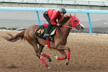 【サンスポ賞フローラＳ】アドマイヤベルは美浦Ｗコース馬なり軽快　３戦連続の舞台で重賞制覇へ