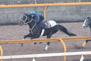 【ジャパンＣ】ディープボンド馬なりで上々の伸び　「状態は上がっている」と和田竜二騎手