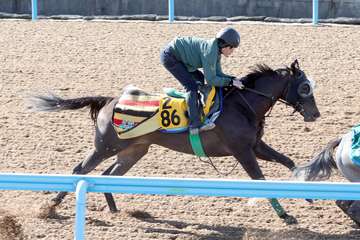 【シルクロードＳ】エターナルタイムはＷコースで馬なり１馬身先着　初の６ハロン戦でリベンジへ