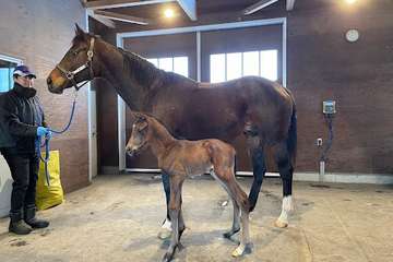 ラヴズオンリーユーに第２子誕生　レイデオロ産駒の牡馬