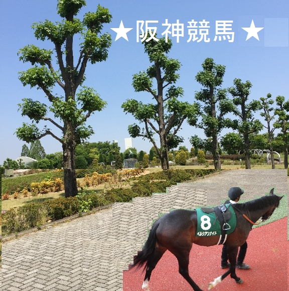 ★阪神競馬★さん