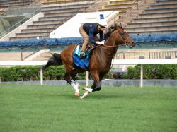 土屋真光の香港競馬現地レポート 2016チャンピオンズマイル | 競馬コラム | ウマニティ