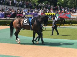 東京10Rパドック② | 競馬コラム | ウマニティ