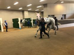 東京7R | 競馬コラム | ウマニティ
