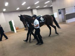 東京9Rグレンガリー | 競馬コラム | ウマニティ