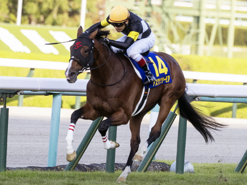 菊花賞2023特集｜競馬予想のウマニティ