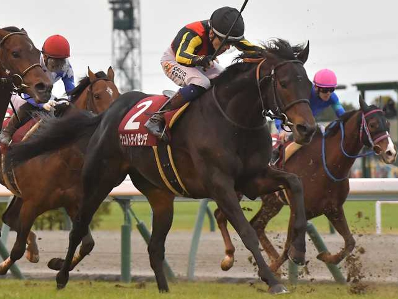 日経新春杯2024特集｜競馬予想のウマニティ