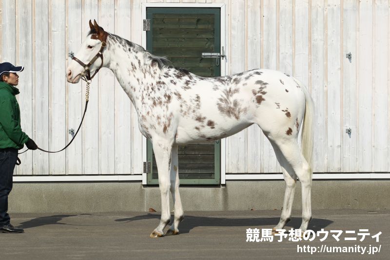 ブチコ 繁殖牝馬 12年産 競走馬データtop 競馬予想のウマニティ サンスポ ニッポン放送公認sns