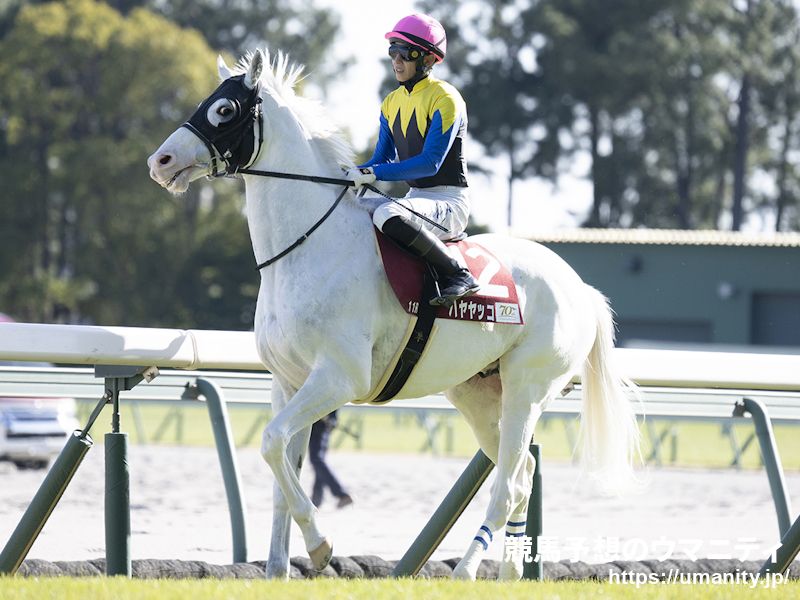 【アルゼンチン共和国杯2024】重賞レースおさらい帳　府中に疾る白い閃光! 8歳馬ハヤヤッコが一気の追い込みで重賞3勝目