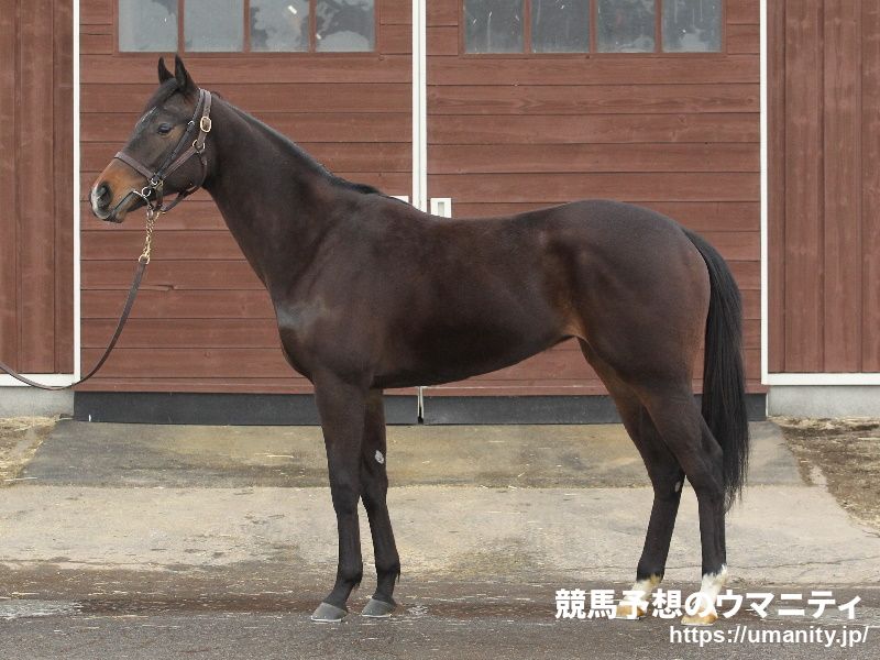 ２９日美浦でアパパネの娘など２３頭の２歳馬がゲート合格