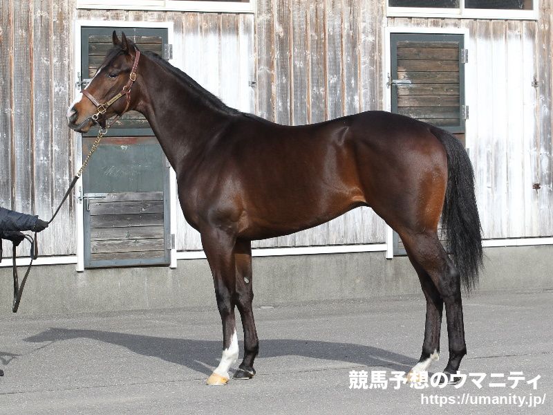 ２４日美浦でテンシノキセキの息子など１５頭の２歳馬がゲート合格