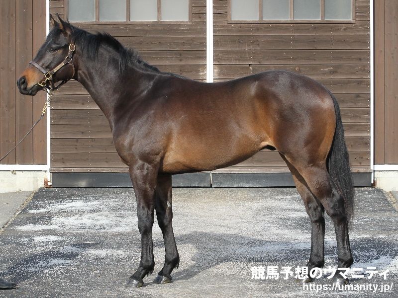 【今日の注目新馬】阪神５Ｒ　準ＯＰ馬に先着したセッションは芝向きの走り