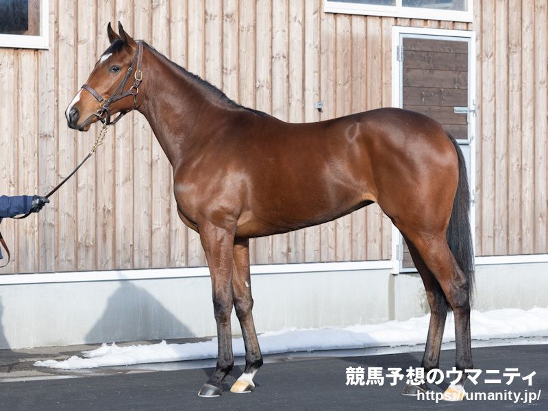 東西で２歳新馬戦スタート 注目は新種牡馬サートゥルナーリアの産駒クライスレリアーナ｜競馬ニュース｜競馬予想のウマニティ