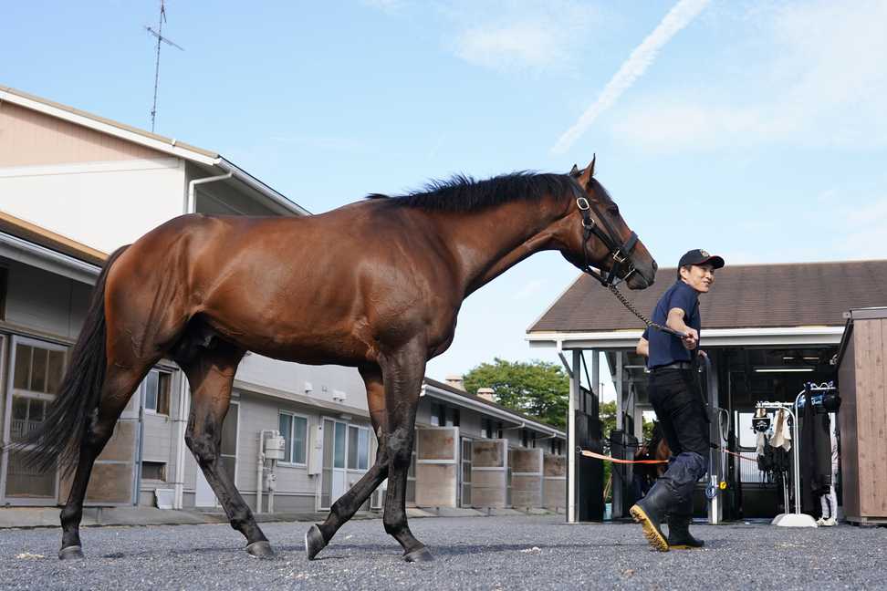 【産経賞セントウルS】1200メートル初挑戦のダノンスコーピオン　福永師「スプリンターっぽくなってきた」