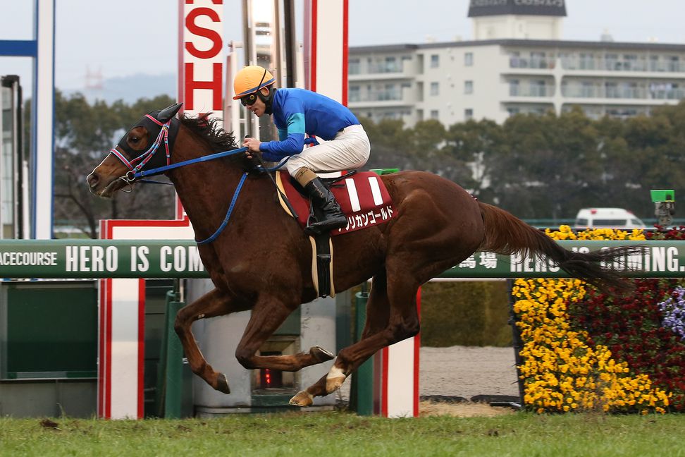 ２２年の京都記念を制したアフリカンゴールドが競走馬登録を抹消　阪神競馬場で乗馬へ