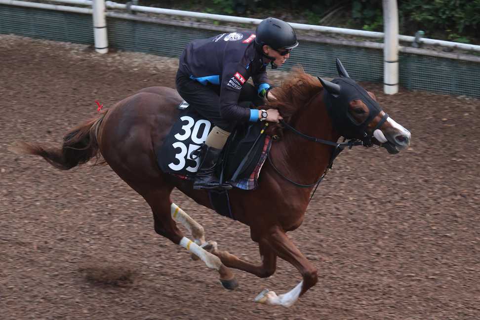 【サウジアラビアRC】アルテヴェローチェ活気ある走り　坂路馬なりのまま4ハロン51秒7