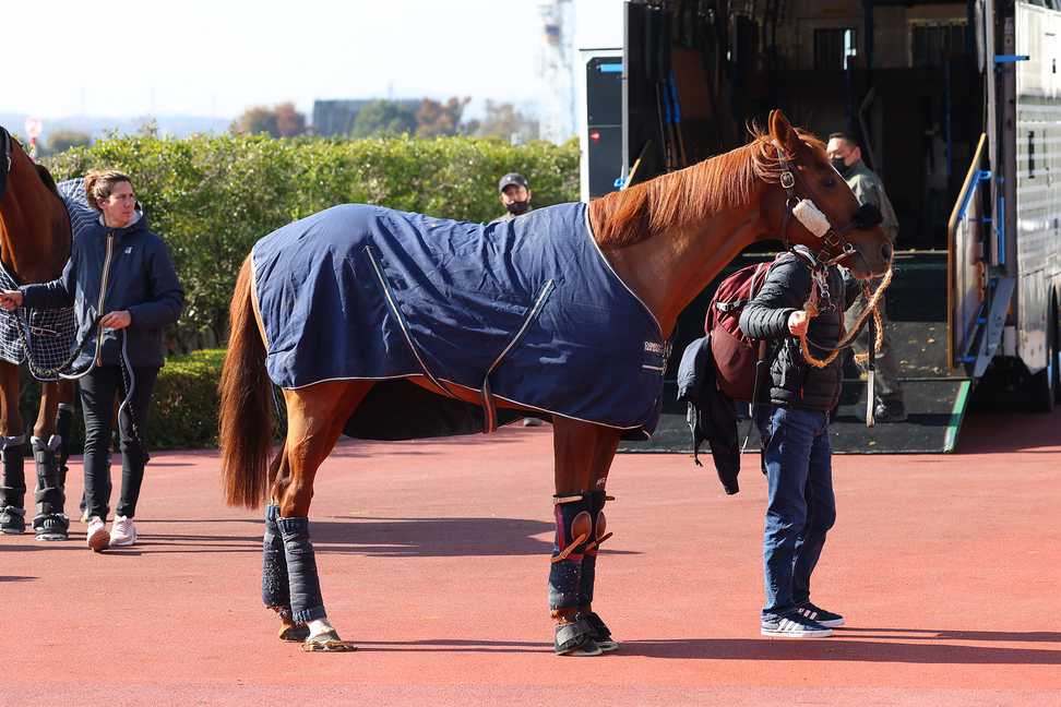 【ジャパンＣ】オネストは順調にキャンターで調整　シャペ師「落ちた馬体重もレースまでには回復するでしょう」
