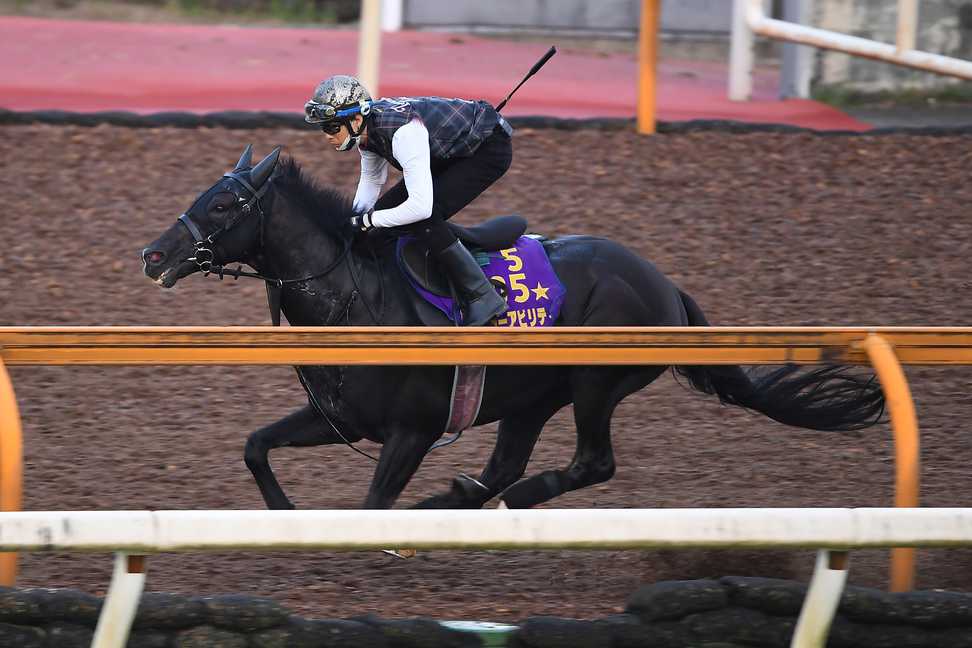 【産経賞オールカマー】キラーアビリティは折り合いに不安　斉藤崇史師「思っていた以上に時計が速かった」