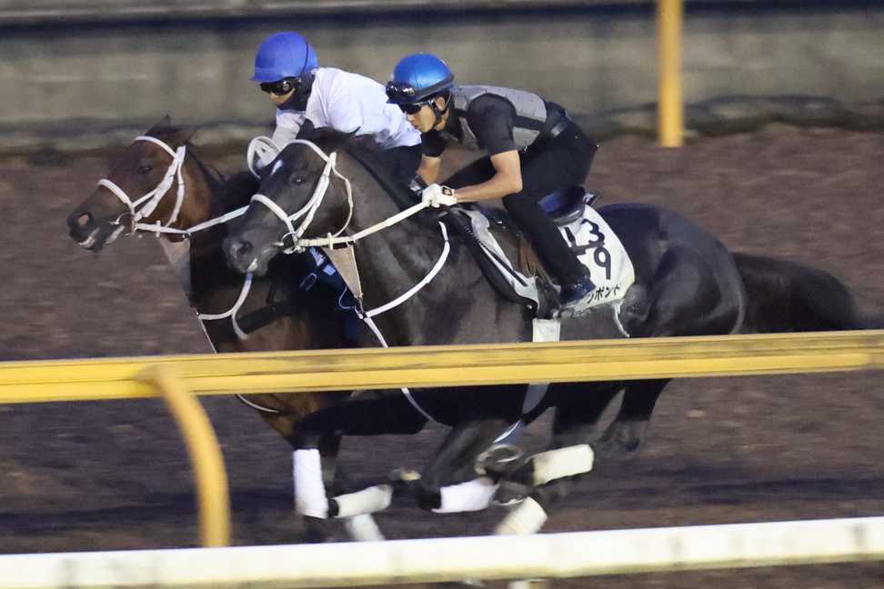 【京都大賞典】1週前追い　ディープボンドは幸英明騎手を背にラスト11秒0で併入　「休み明けですが、しっかりと動けています」