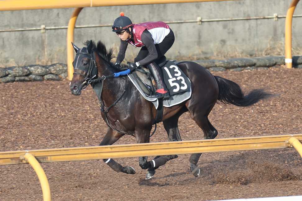 【神戸新聞杯】１週前追い　ロードデルレイは坂路で馬なり１２秒３　福永助手「重賞でどれくらい通用するか」