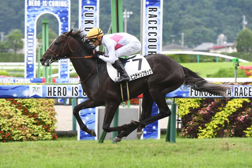 【２歳次走報】７馬身差圧勝のピコチャンブラックはアイビーＳを視野