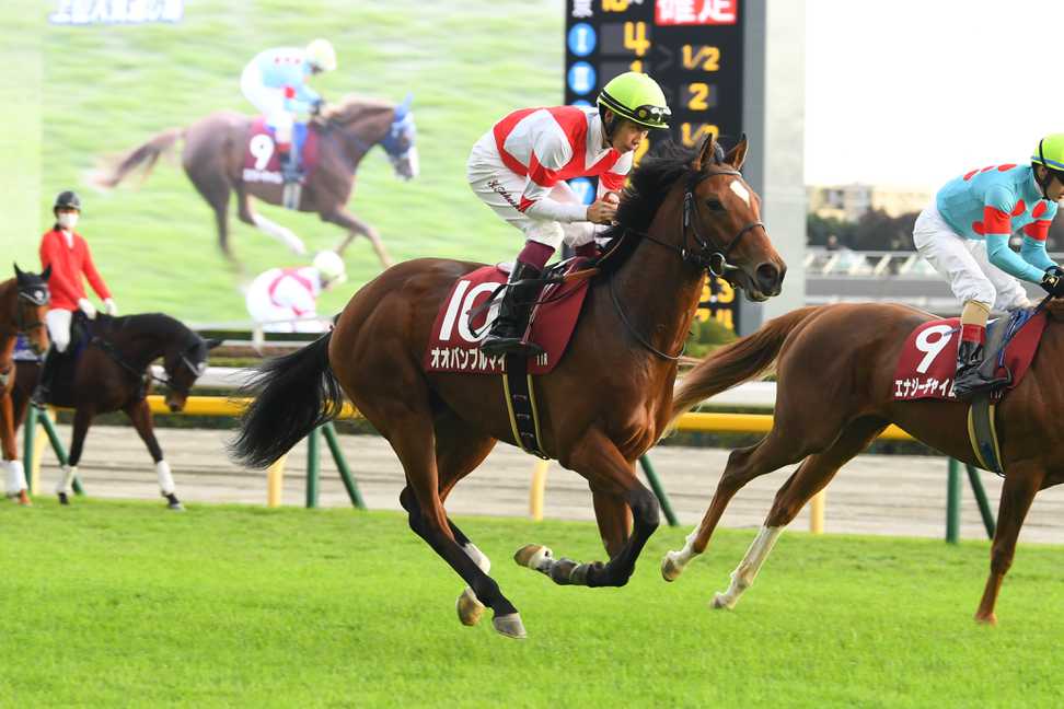 オオバンブルマイは引き続きレーン騎手で香港チャンピオンズマイルに転戦