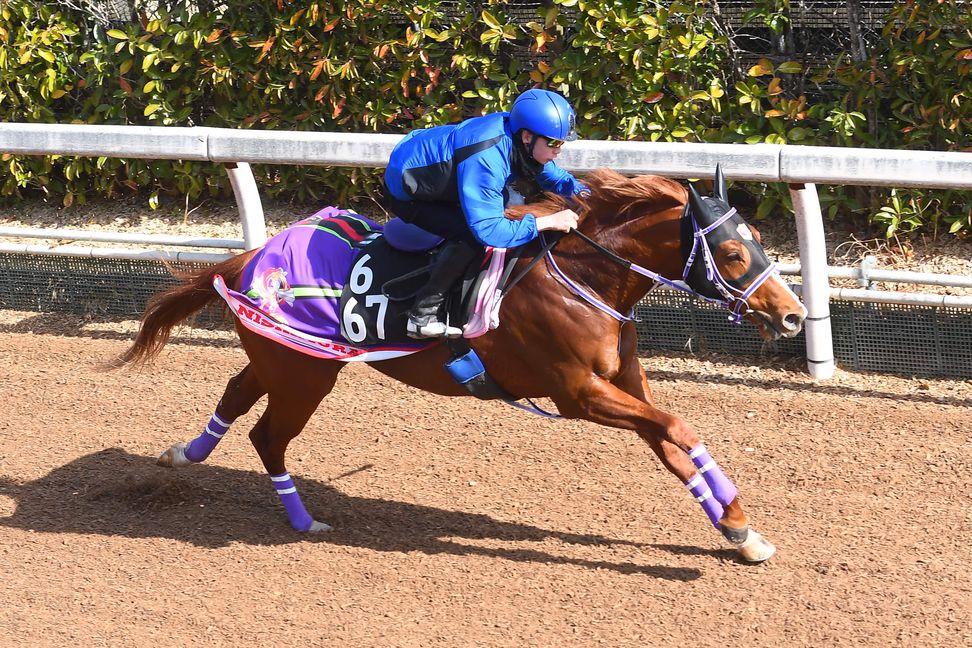 【スプリングS】ソリタリオが横山武背に加速スムーズ｜競馬ニュース｜競馬予想のウマニティ