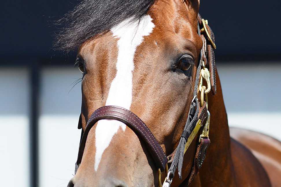 【みやこＳ】１週前追い　ホウオウルーレット１馬身先着　栗田師「感じの良さ出ている」