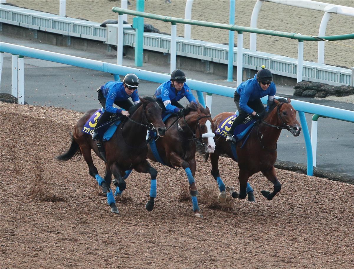 【菊花賞】サトノフラッグは３頭併せで馬なり併入｜競馬ニュース｜競馬予想のウマニティ