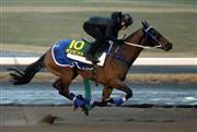 【チャンピオン】香港馬ガンピット、キレキレ１１秒７