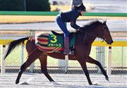 【ジャパンＣ】外国馬の調教状況～２２日・東京競馬場