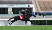【香港国際競走】サングレーザーなど日本馬５頭が追い切る