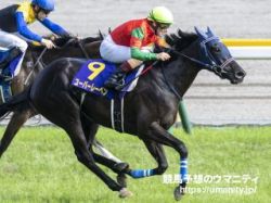 【血統アナリシス】京都記念2022　後継種牡馬の活躍も目立つステイゴールド