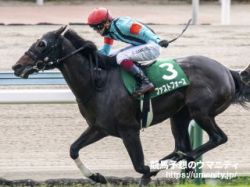 【血統アナリシス】京阪杯2021　サンデーサイレンスの血脈を持たない馬が幅を利かせる