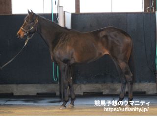 ２８日美浦で１５頭の２歳馬がゲート合格
