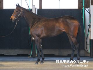 ２７日美浦で亜ＧⅠ勝ち馬の娘など７頭の２歳馬がゲート合格