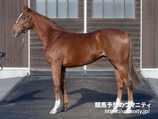 【ＰＯＧ調査隊】母が愛ＧⅠ馬のソルデマジョ　目標は６月９日の東京芝１８００メートル戦