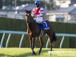 【チャンピオンズマイル2024】日本馬の近況（4月26日（金曜））