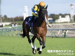 【香港国際競走2023】日本馬の近況（12月5日（火曜））