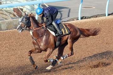 【セントライト記念】アーバンシック僚馬追走で豪快先着　武井師「（石神深）ジョッキーも『反応が良かった』と」